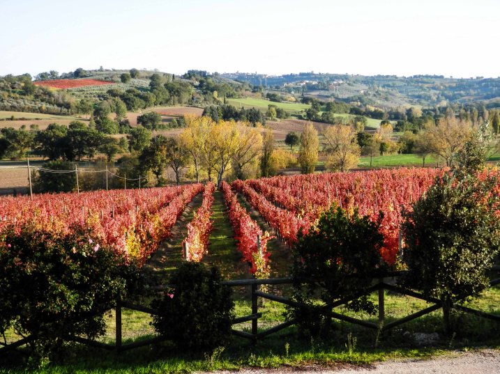 Red Vineyards, taken by Donatella Adanti