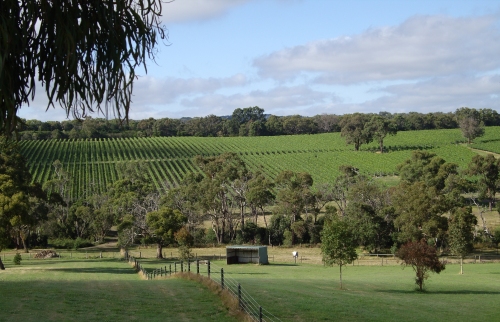 Dexter Wines Vineyard Mornington Peninsula