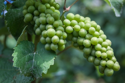 ChampagneGrapes