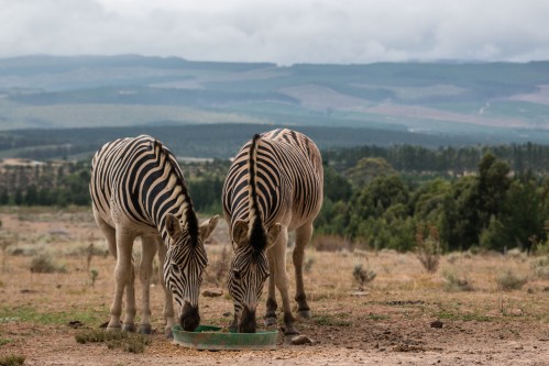 Striped Donkeys or Zebras?