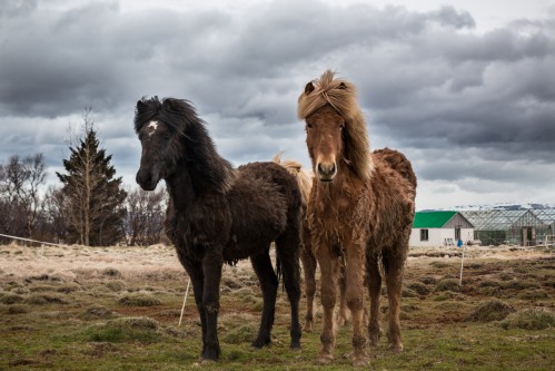 Icelandic horses are everywhere.